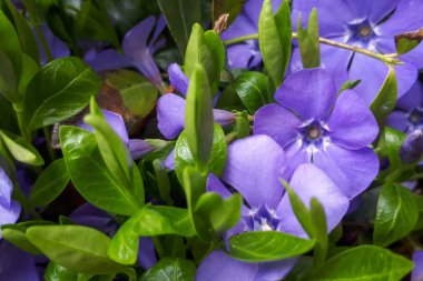 Periwinkle Vinca Minör 'ün jartiyeri. Açık havada çiçek tomurcuklanan. Bahar ve yaz bahçesi. Botanik arkaplan