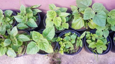 Genç yeşil Paulownia ağacı. Saksıda Paulownia Tomentosa tohumları. Paulownia ağaçlarının fidanlığı. 