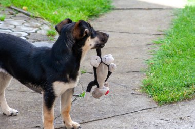 Genç bir köpek dişinde bir oyuncak tutar. Parkta bir köpeğin ağzındaki oyuncak ayı.