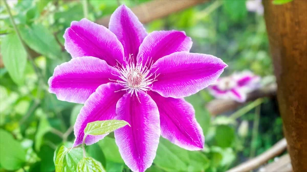 Closeup Clematis Rosa Jardim Totalmente Florescente Beleza Natureza Flores Vinhas — Fotografia de Stock