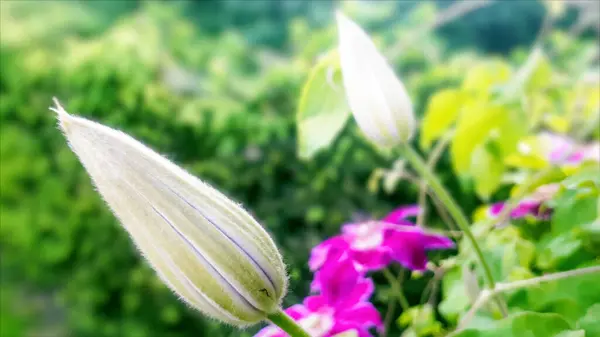 Brote Clematis Rosa Jardín Flora Cerca Flor Crecimiento Empezar Florecer — Foto de Stock