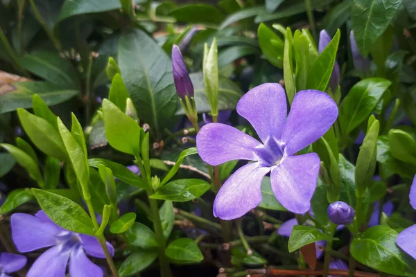Vinca Minor Ground Flowering Juicy Lesser Periwinkle Country Cottage — Stock Photo, Image