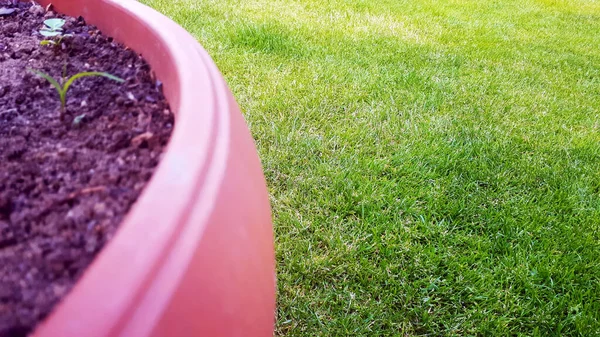 Bahçedeki Saksının Bir Parçası Yeşil Çimlerin Yanında Boş Fotokopi Alanı — Stok fotoğraf