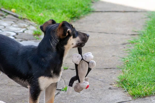 Jeune Chien Tient Jouet Dans Ses Dents Ours Peluche Dans — Photo