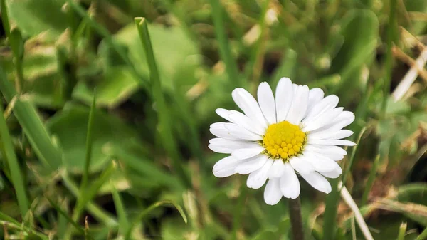 Macro Daisy Spring Flowr Weiße Kamille Auf Wiesengrund Garten Frühling — Stockfoto