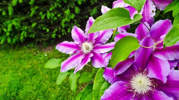 Ruppel博士 クレマチス植物 家の近くの庭のピンクの花 夏時間だ 美容植物学と園芸の概念 — ストック写真