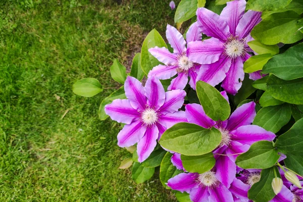 Ruppel 식물이다 근처의 정원에 분홍색 아름다운 식물학 원예의 — 스톡 사진