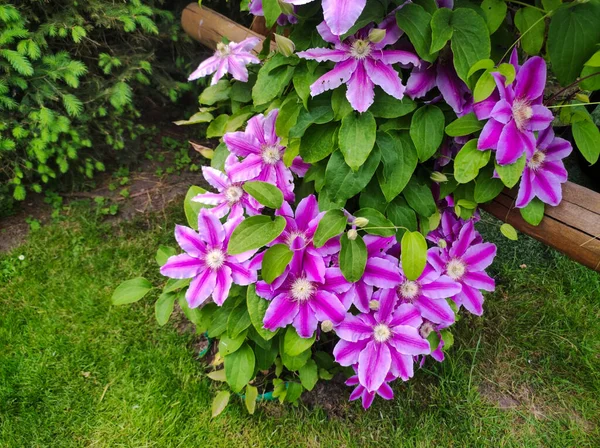 Ruppel Clematis Fabriek Roze Bloem Tuin Vlakbij Het Huis Zomertijd — Stockfoto