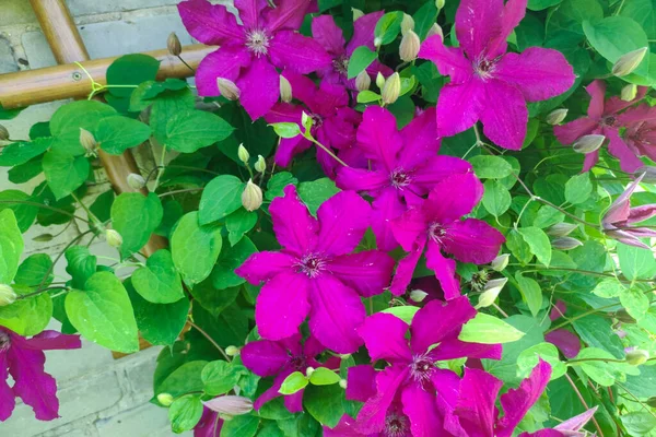 Blüten Der Mehrjährigen Clematis Reben Garten Schöne Klematisblüten Der Nähe — Stockfoto