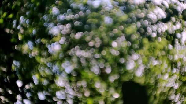 Bulanık Doğa Geçmişi Yeşil Bitkilerle Bulanık Işık Soyut Bahçe Dokusu — Stok video