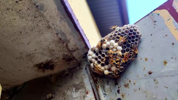 蜂窝坐在上面 Wasps Polist 蜂窝蜂科的巢 — 图库视频影像