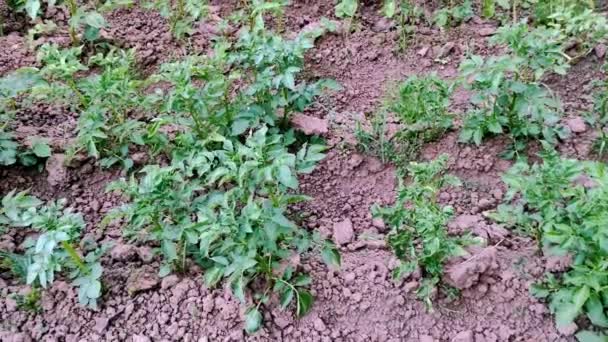 Primer Plano Las Plantas Papa Verde Hogar Pequeña Plantación — Vídeos de Stock