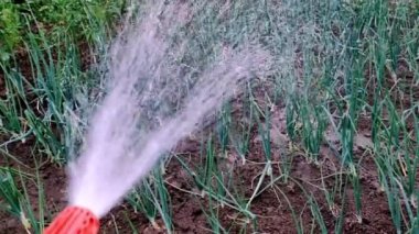 Su hortumu, sıcak günlerde ve kuraklıkta bahçedeki sebzeleri ve bitkileri suluyor.