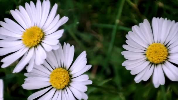 Kamillenblüten Makroblume Auf Der Wiese Weiße Blütenpflanze Garten Umweltkonzept Grünes — Stockvideo