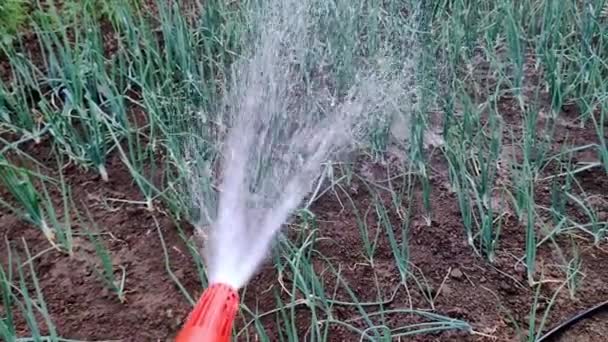 在炎热的天气和干旱的时候 水管在花园里浇灌蔬菜和植物 — 图库视频影像