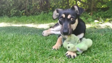 Köpek çimlerin üzerinde bir oyuncak ayıyla oynuyor. Genç bir köpek oyuncak ayıyı ağzına alıyor..