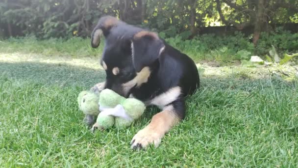 Perro Está Jugando Con Oso Peluche Hierba Perro Joven Sostiene — Vídeos de Stock