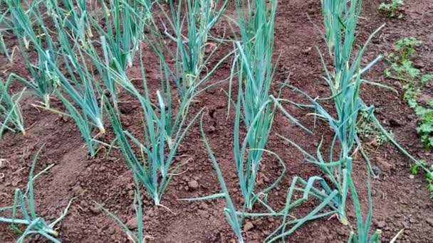 Sluiten Van Het Veld Met Groene Prei Klaar Voor Oogst — Stockvideo