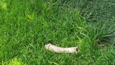Köpekler kemik çiğnemeyi sever. Küçük siyah bir köpek çimenlerde uzanıyor ve kemik yiyor.. 