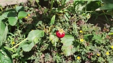 Bir el, bahçedeki bir bitki dalına asılı olgun bir çileğe dokunur..