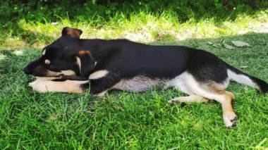 Köpekler kemik çiğnemeyi sever. Küçük siyah bir köpek çimenlerde uzanıyor ve kemik yiyor.. 
