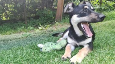 Ağzı açık sevimli genç bir köpek çimlerin üzerinde uzanıyor. Mutlu kahverengi ve siyah köpek çayırda.