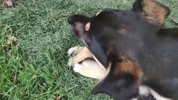 Cães Gostam Mastigar Ossos Pequeno Cão Escuro Deitado Grama Comendo — Vídeo de Stock