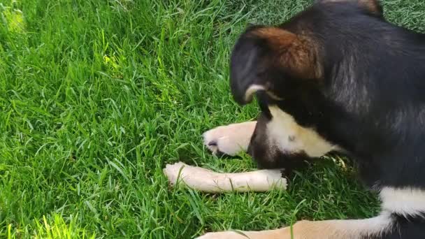 Hunde Kauen Gerne Knochen Ein Kleiner Dunkler Hund Liegt Auf — Stockvideo