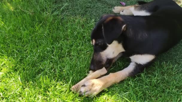 Köpekler Kemik Çiğnemeyi Sever Küçük Siyah Bir Köpek Çimenlerde Uzanıyor — Stok video