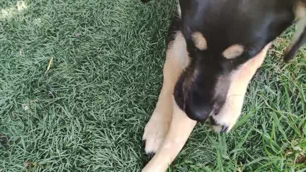 Honden Kauwen Graag Botten Een Kleine Donkere Hond Die Het — Stockvideo