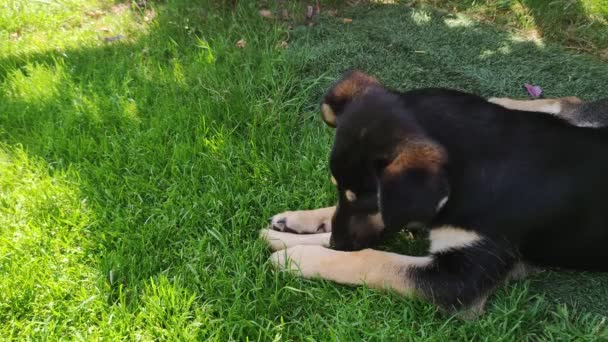 Honden Kauwen Graag Botten Een Kleine Donkere Hond Die Het — Stockvideo