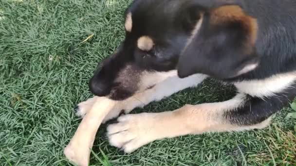 犬は噛むのが好きだ 草の上に寝そべって骨を食べる小さな黒い犬 — ストック動画