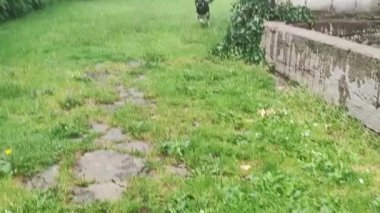 Köpek doğruca kameraya koşuyor. Yavru köpek çayırdaki kameraya doğru koşuyor.