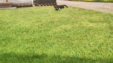 Köpek doğruca kameraya koşuyor. Yavru köpek çayırdaki kameraya doğru koşuyor.
