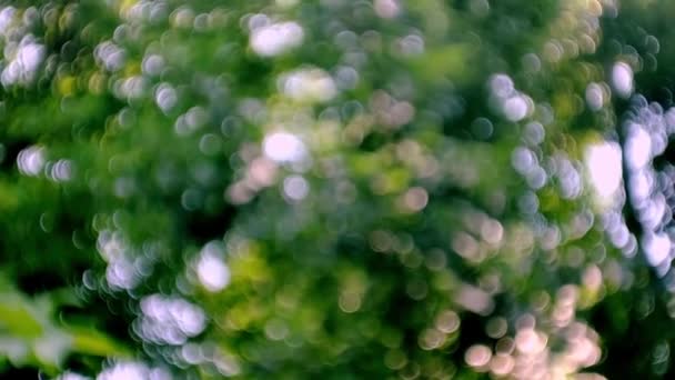 Desenfoque Fondo Naturaleza Luz Borrosa Con Plantas Verdes Fondo Textura — Vídeos de Stock