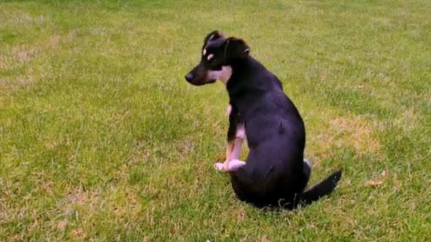 若い犬は緑の草の上に座ってしばらくして立ち上がり フレームを残します — ストック動画