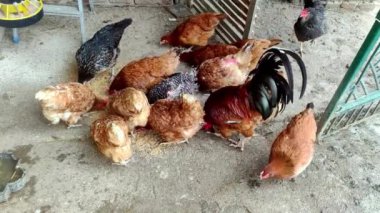 Tavuklar tohum yiyor. Tavuklar tahıl yiyor. Tavuk dışarıda. Çiftlik hayvanları dışarıda..