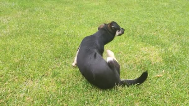 Hond Krabt Zelf Aan Vlooienluis Hond Zit Gras Zwerfhond Besmet — Stockvideo