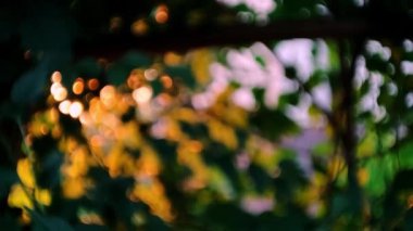 Doğa gün batımında dağıldı. Günbatımında bir yaz ormanında ağaçlar dallanır ve yapraklanır