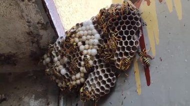 Yabanarısı böcek yuvası. Eşek arısı kovanına yakın. Üzerinde eşekarıları olan bir arı kovanı. Eşek arıları polisi. Bir eşek arısı ailesinin yuvası.