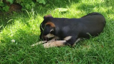 Köpek çimlerin üzerine uzanır ve kemiği kemirir. Kemik çiğneyen bir köpek