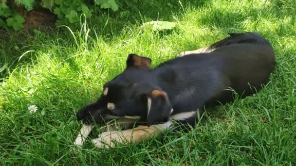 Köpek Çimlerin Üzerine Uzanır Kemiği Kemirir Kemik Çiğneyen Bir Köpek — Stok video