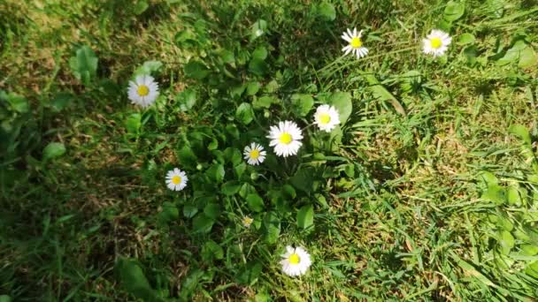 Hand Breaks Daisy Flower Picking Flowers Meadow — Stock Video
