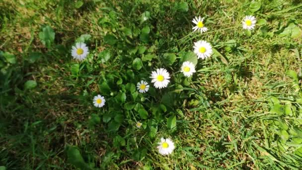 Hand Breaks Daisy Flower Picking Flowers Meadow — Stock Video