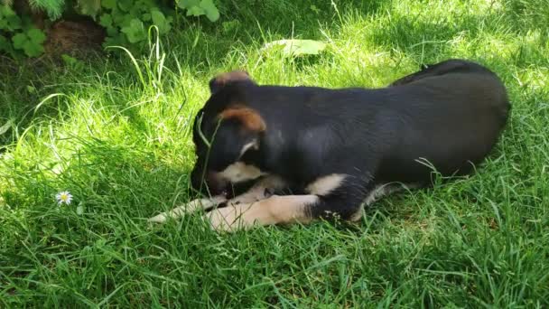 Hond Ligt Het Gras Knaagt Aan Het Bot Een Hond — Stockvideo