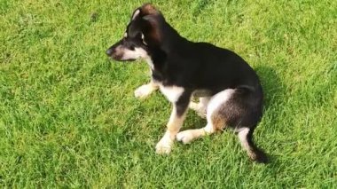 Genç köpek çimlerin üzerinde oturuyor. Bahçedeki köpek oturur ve çimlerde dinlenir.
