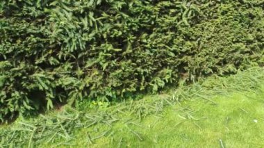 Kırpılmış bir çitin dalları çimlerin üzerinde yatıyor. Çiti buduyorum. Bahçe işleri ve ev bahçesiyle ilgilenmek.