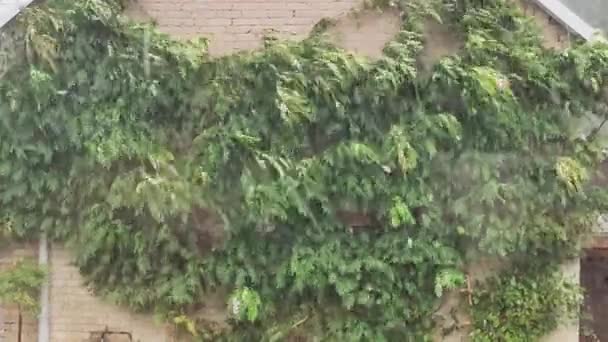 Весенний Дождь Пышных Лиственных Растениях Дождливый День Свежая Природа Тропический — стоковое видео