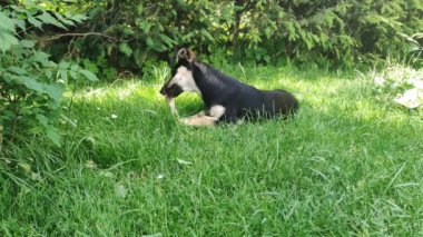 Köpek çimlerin üzerine uzanır ve kemiği kemirir. Kemik çiğneyen bir köpek