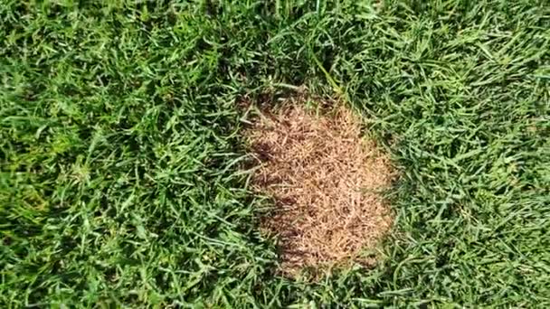 Green Lawn Dead Spot Disease Cause Amount Damage Green Lawns — Stock Video